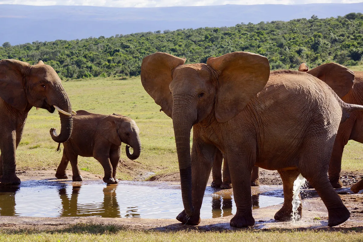Addo Elephant Park