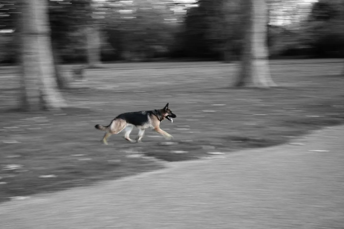 Alsatian