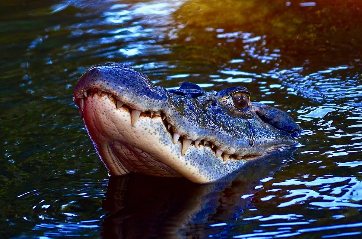 Anavilhanas National Park