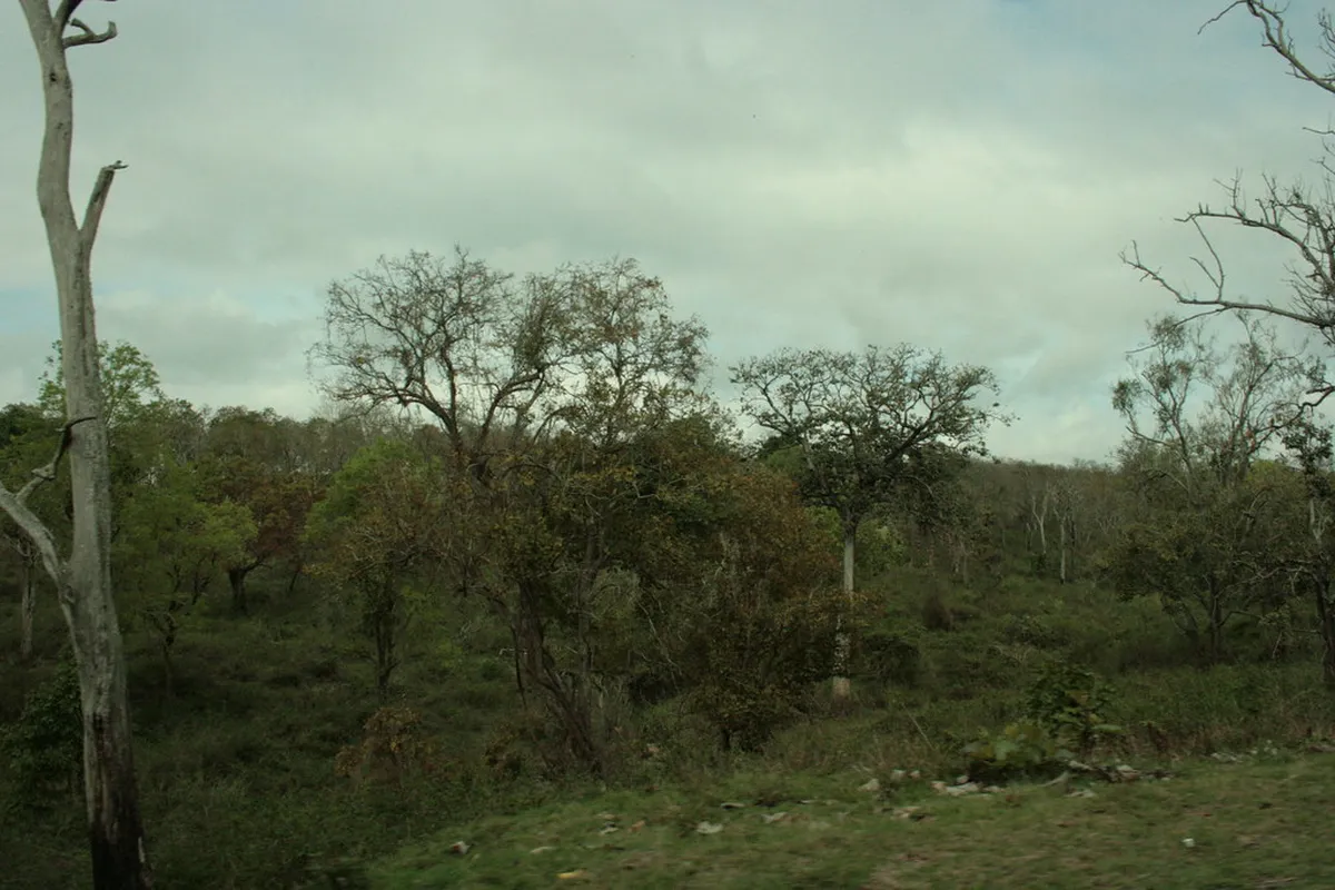 Bandipur National Park