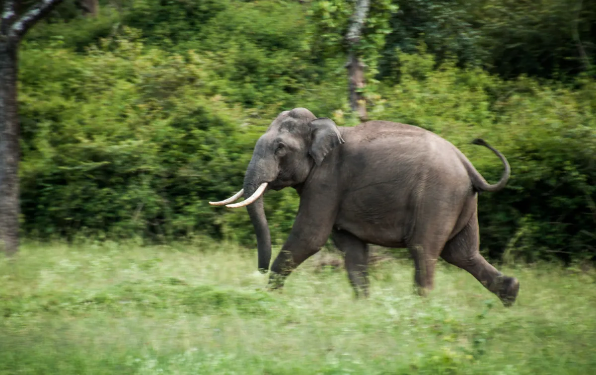 Introduction to bandipur