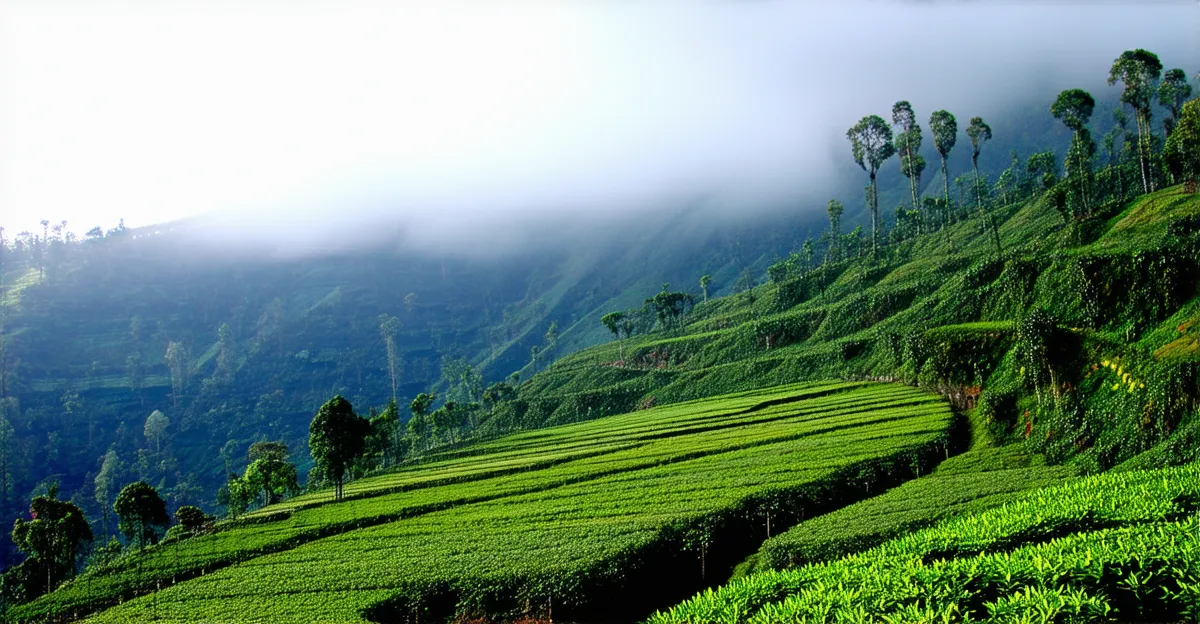 Munnar Itinerary: 5 Days of Scenic Bliss