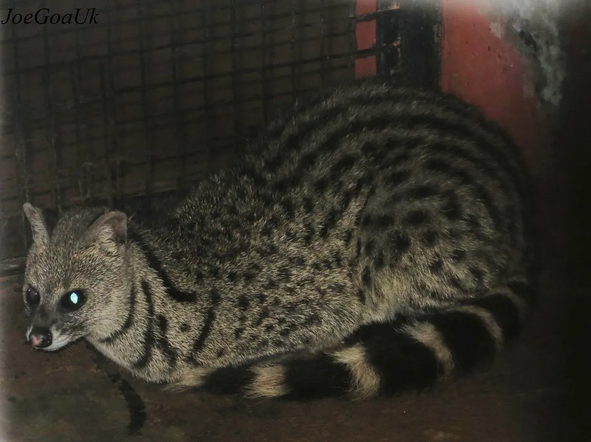 Bondla Wildlife Sanctuary