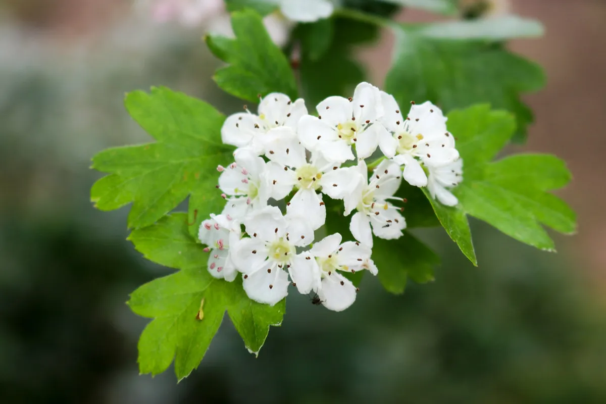 Bosque de la Primavera