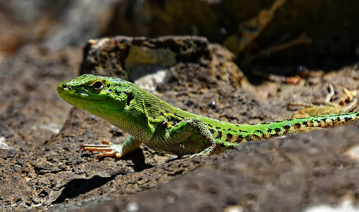 Brijuni National Park