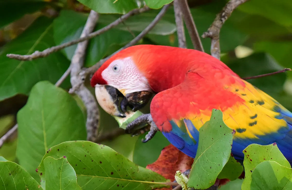 Carara National Park