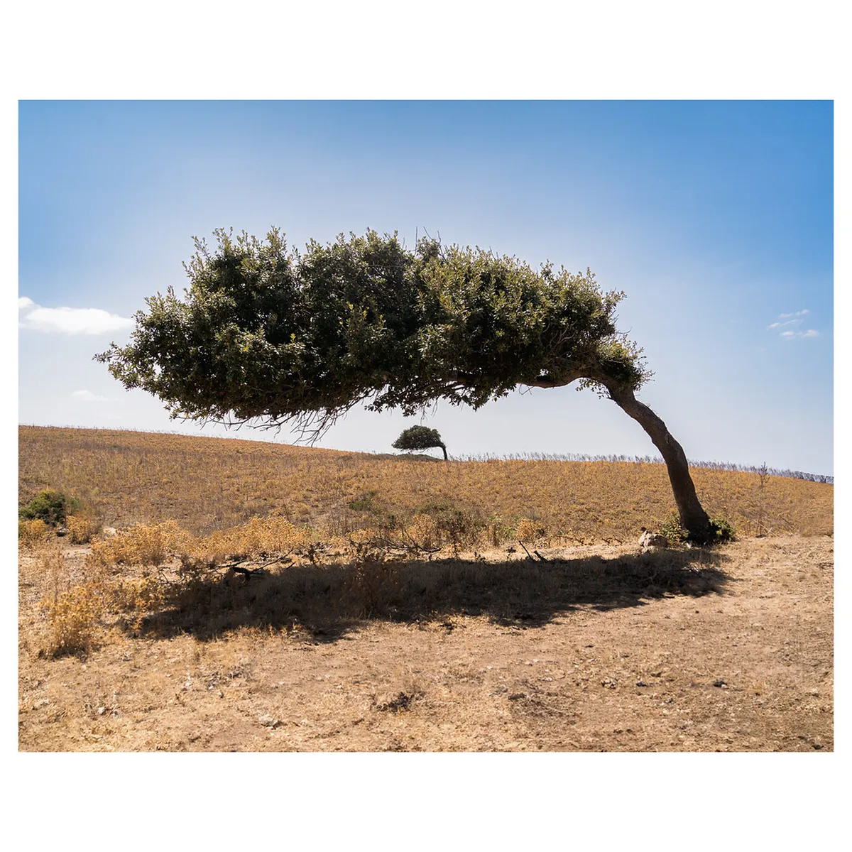 Corsican