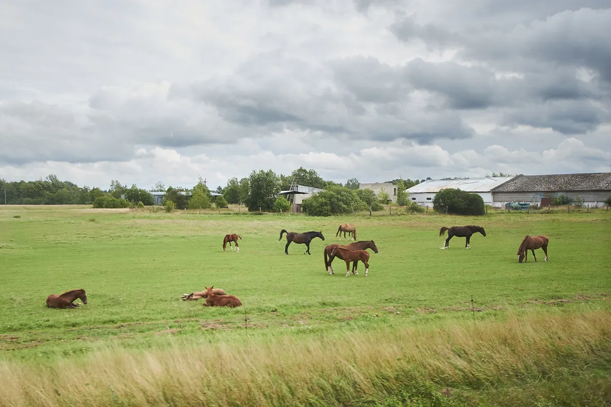 Countryside
