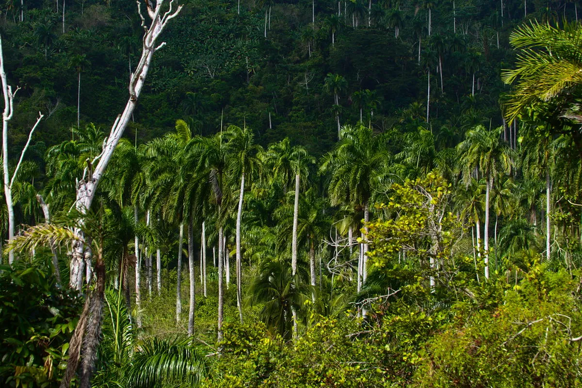 El Yunque National Forest