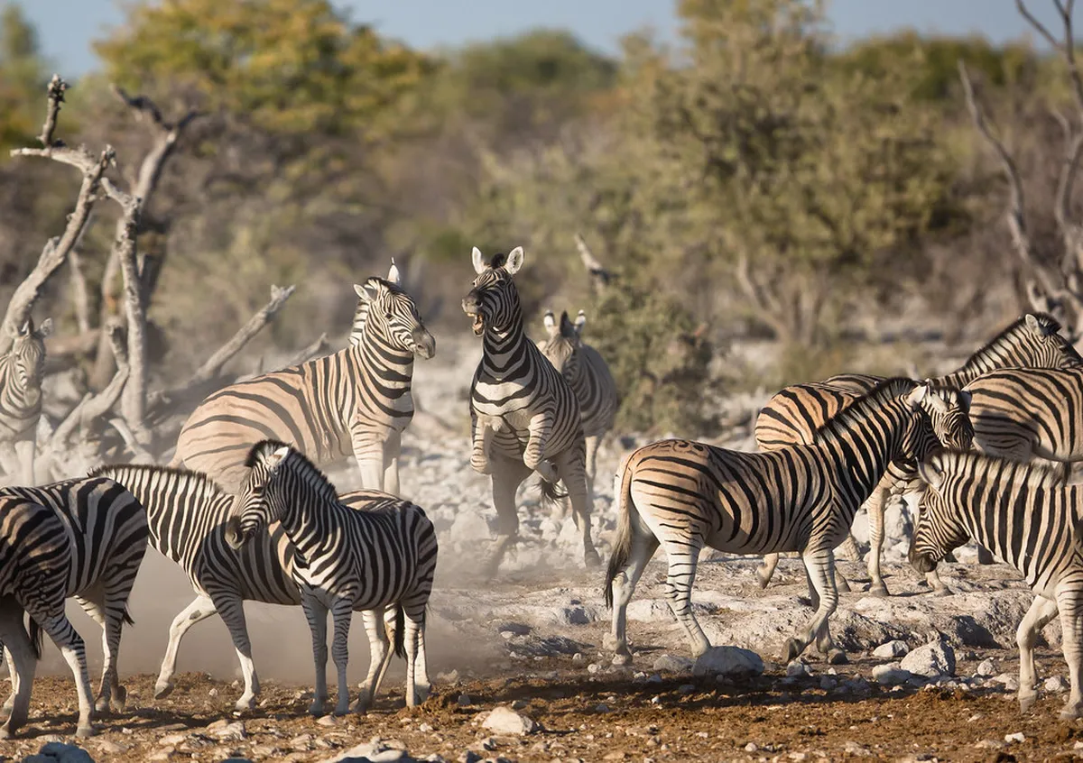 Etosha National Park