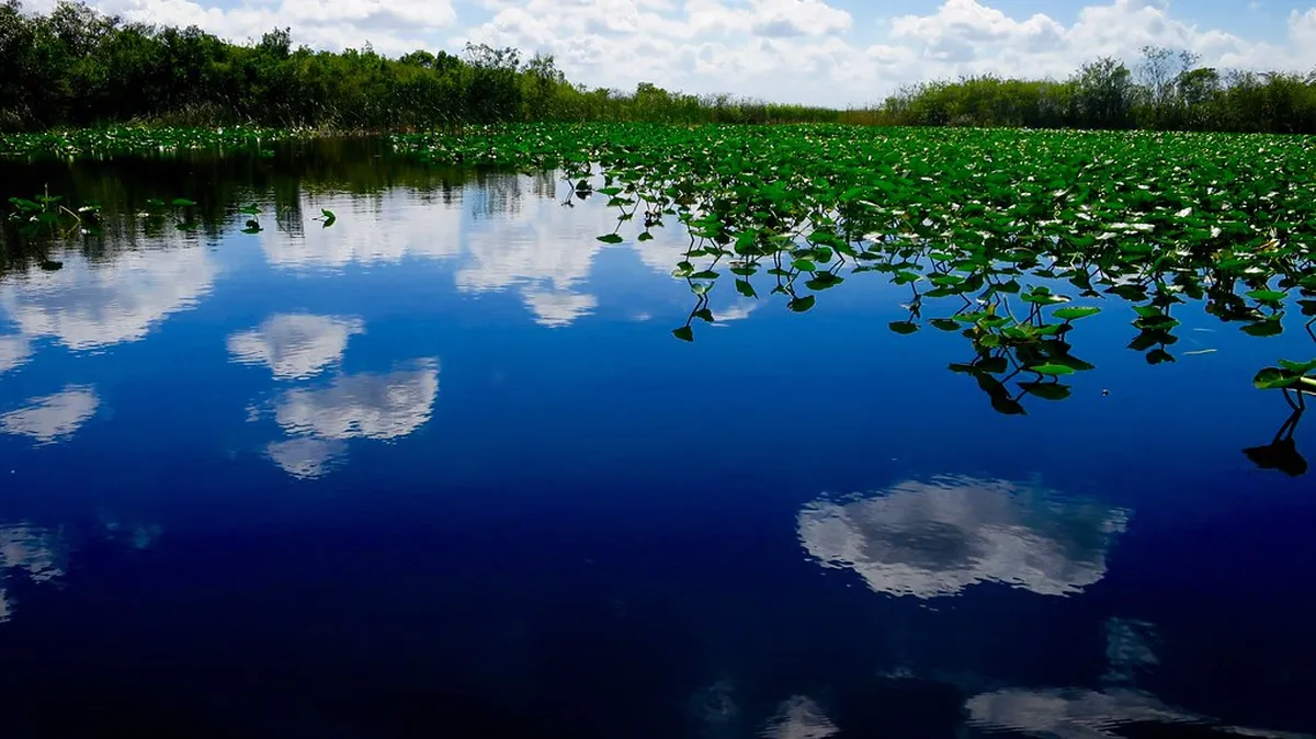 Everglades