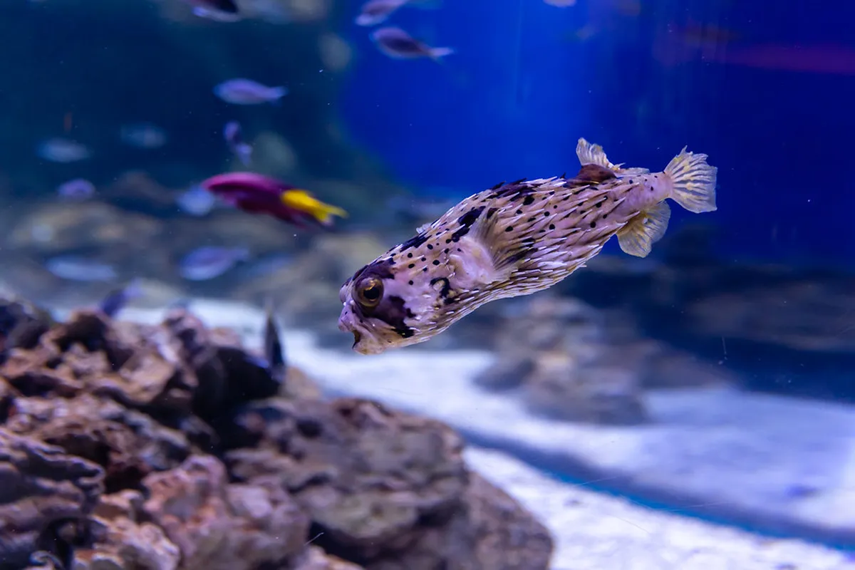 Florida Aquarium