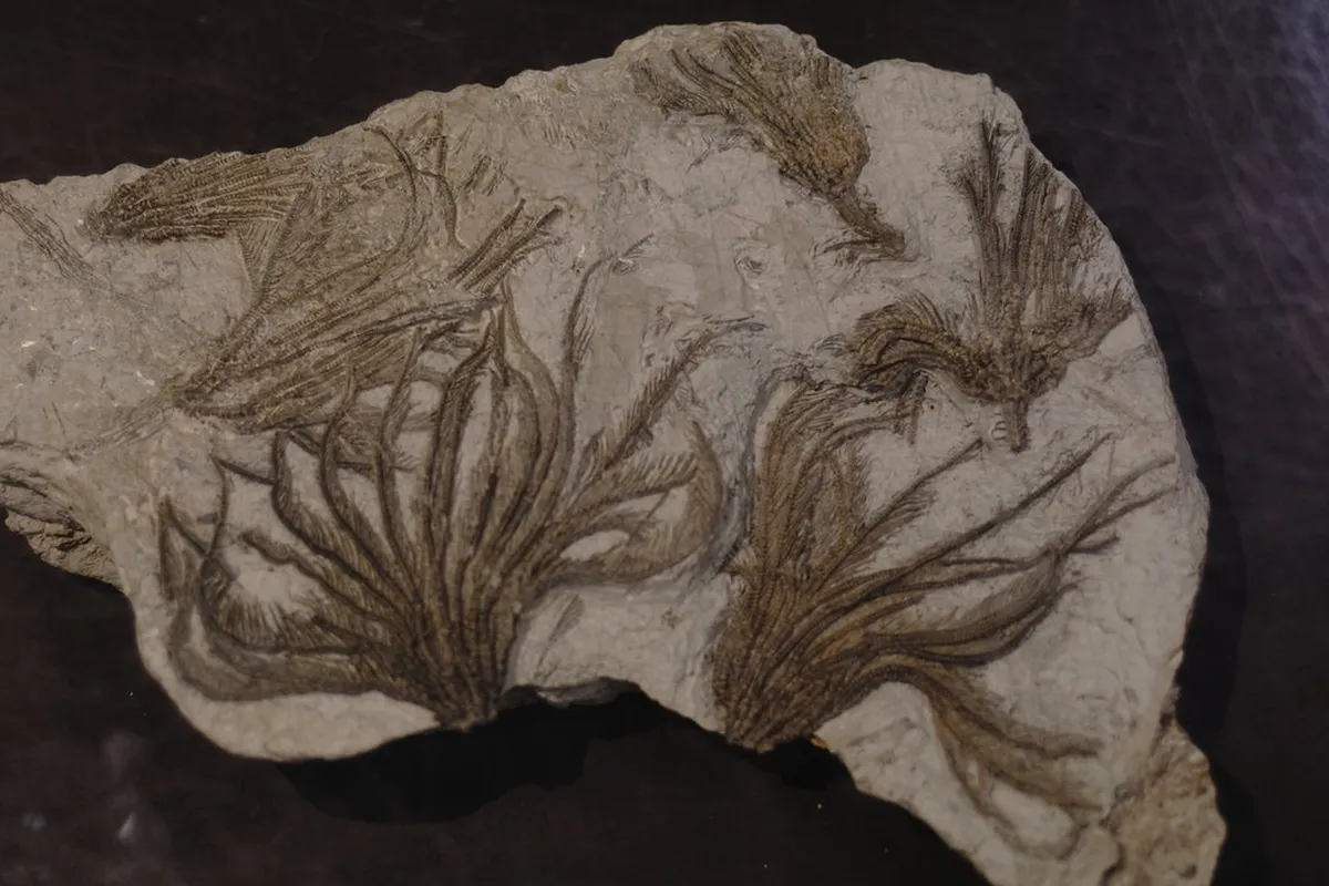 Fossil Museum
