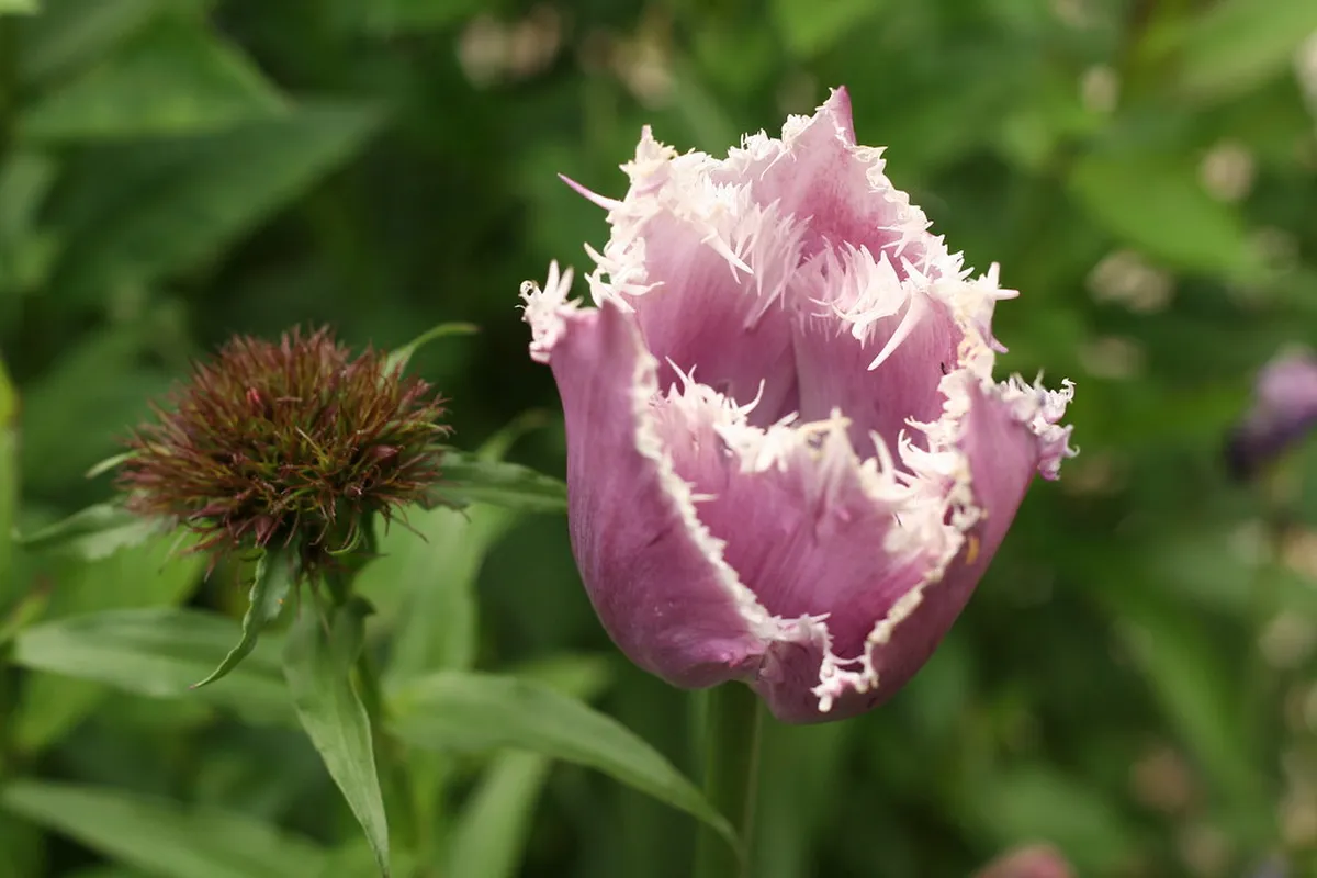 Giverny