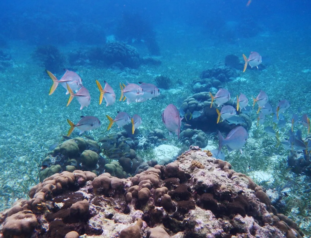 Hol Chan Marine Reserve