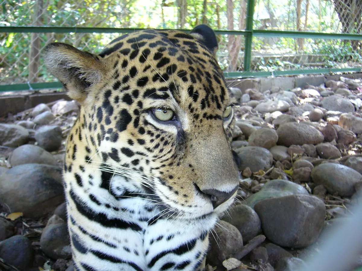 Jaguar Rescue Center
