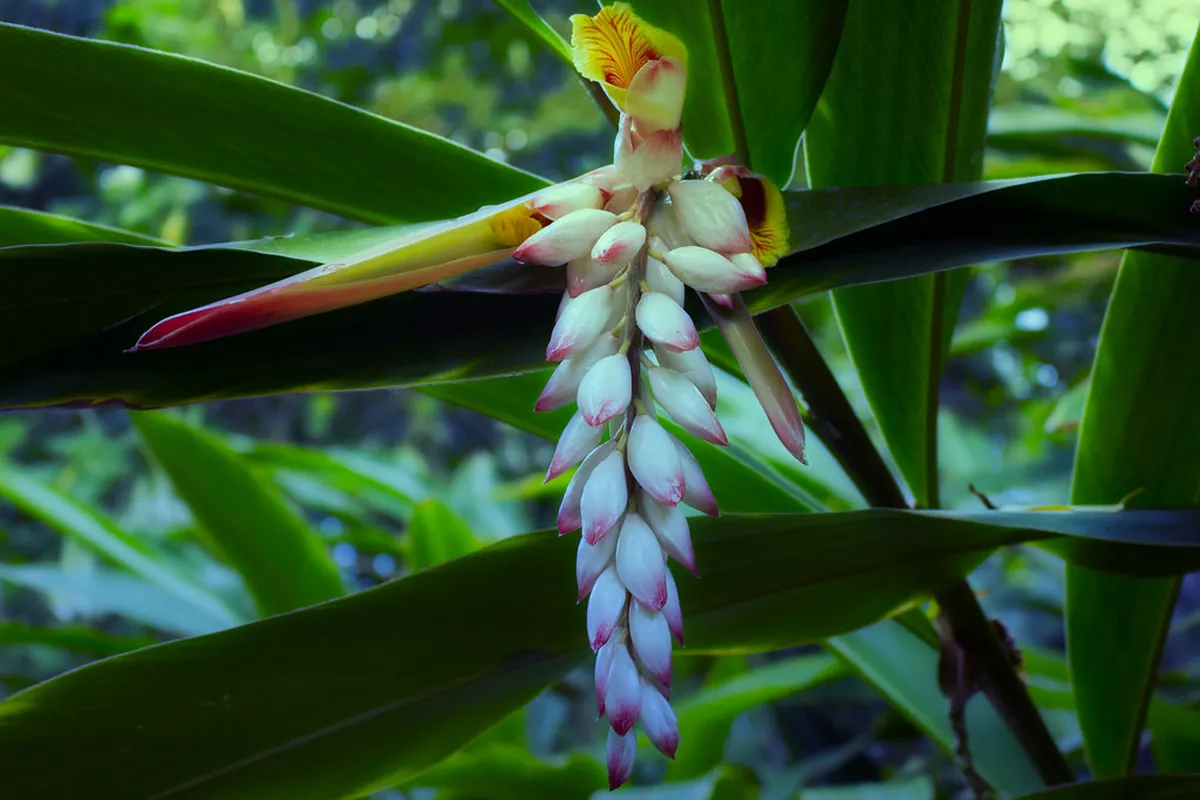 Jardín de Aclimatación