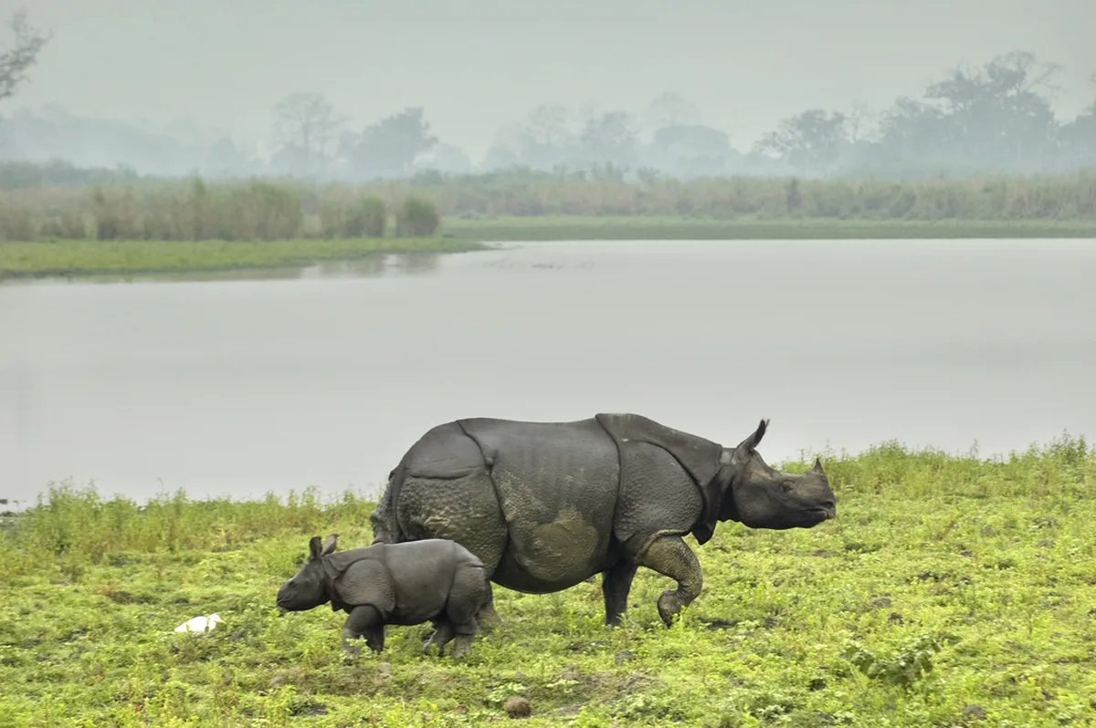 Kaziranga National Park