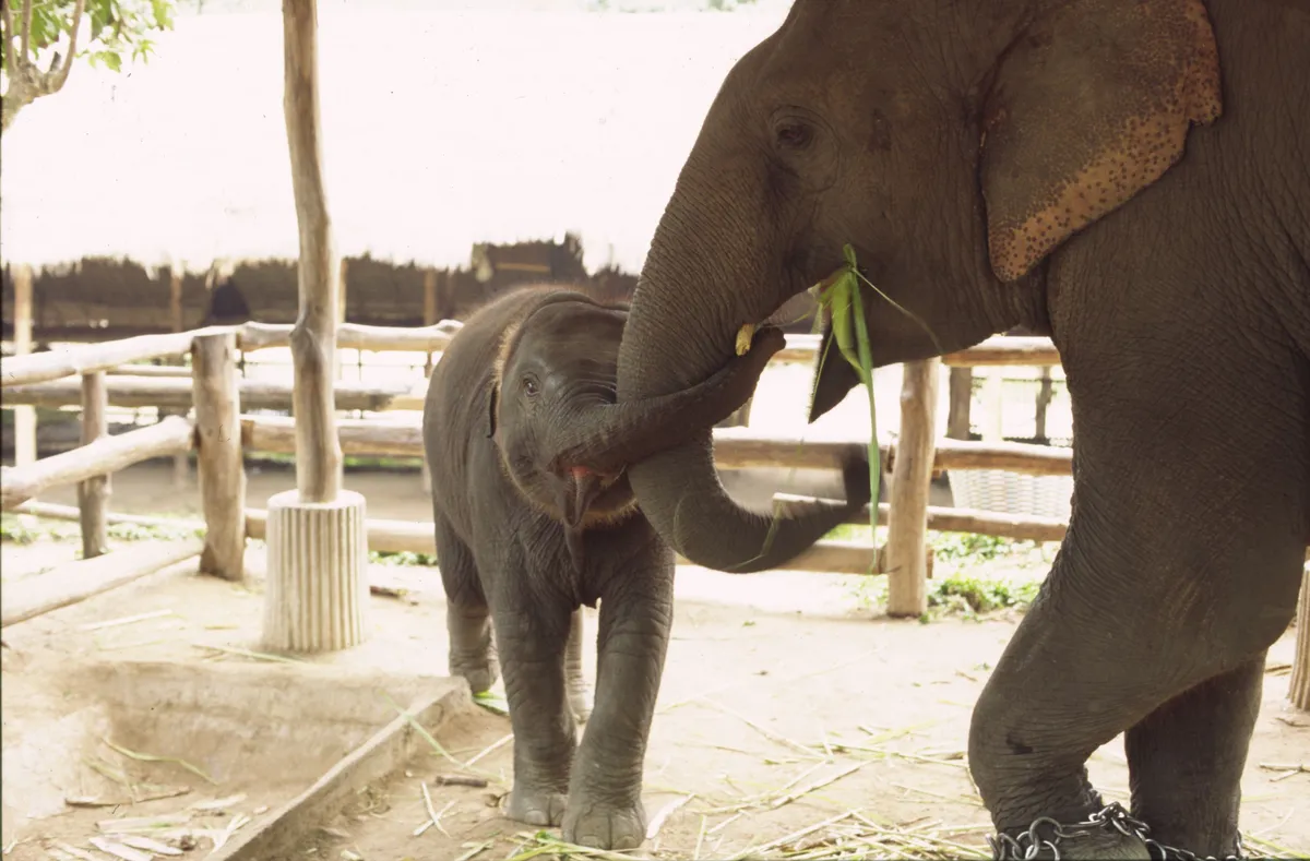 Lampang's Elephant Conservation Center