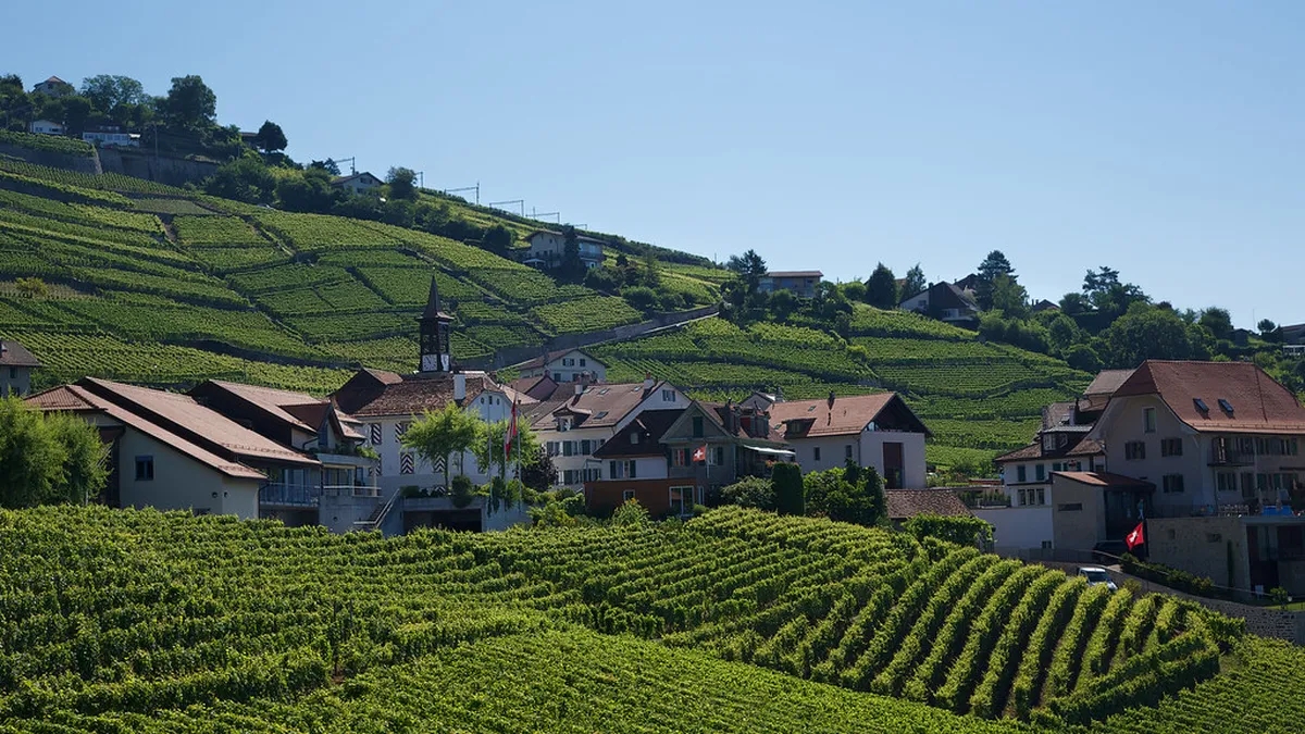 Lavaux Vineyards