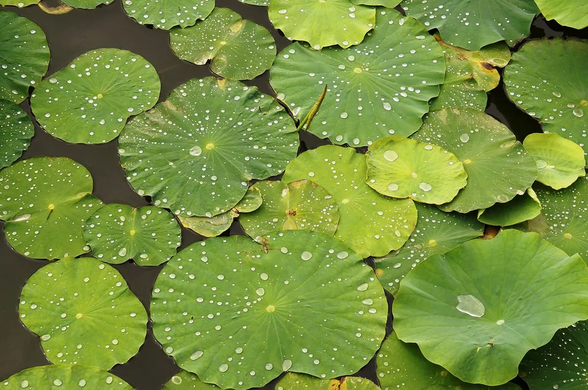 Lotus Pond