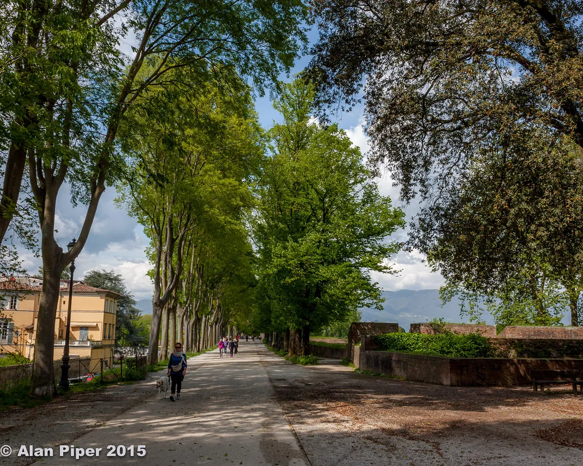 Lucca City Walls