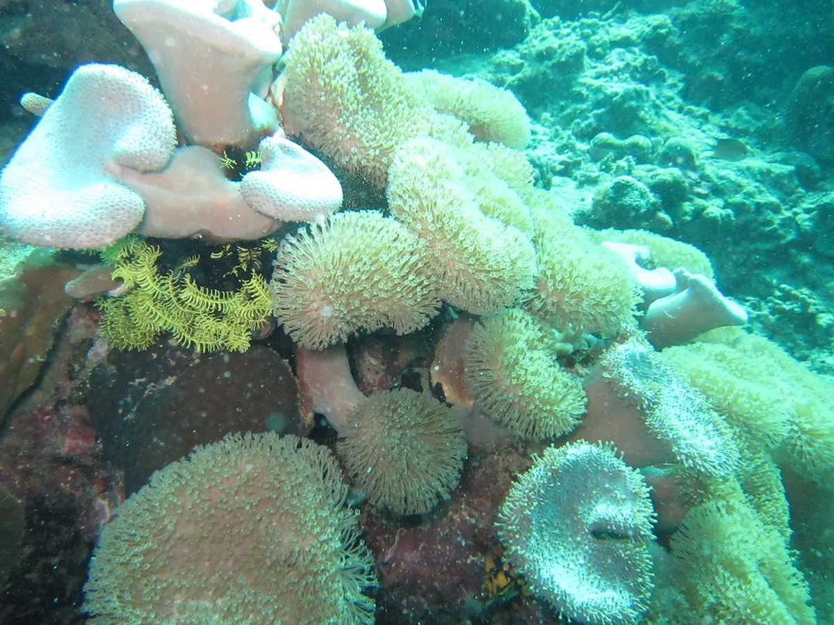 Mabul and Kapalai