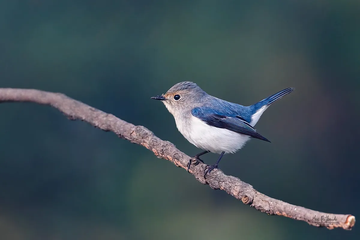 Male’s