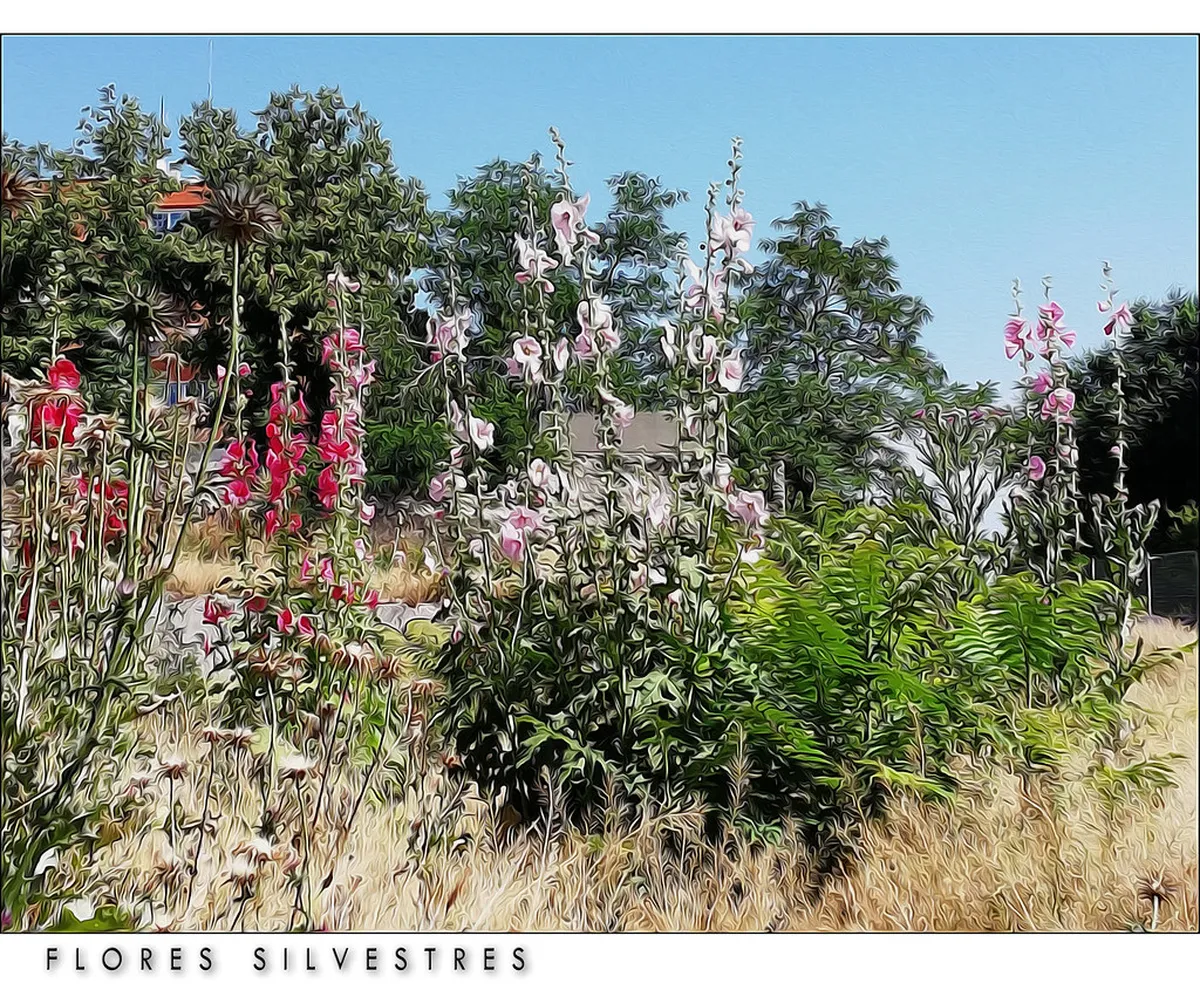 Malvarrosa