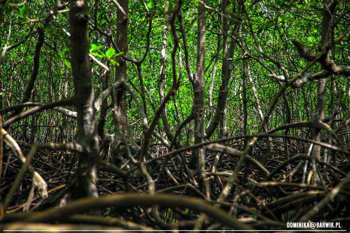 Mangrove Forests