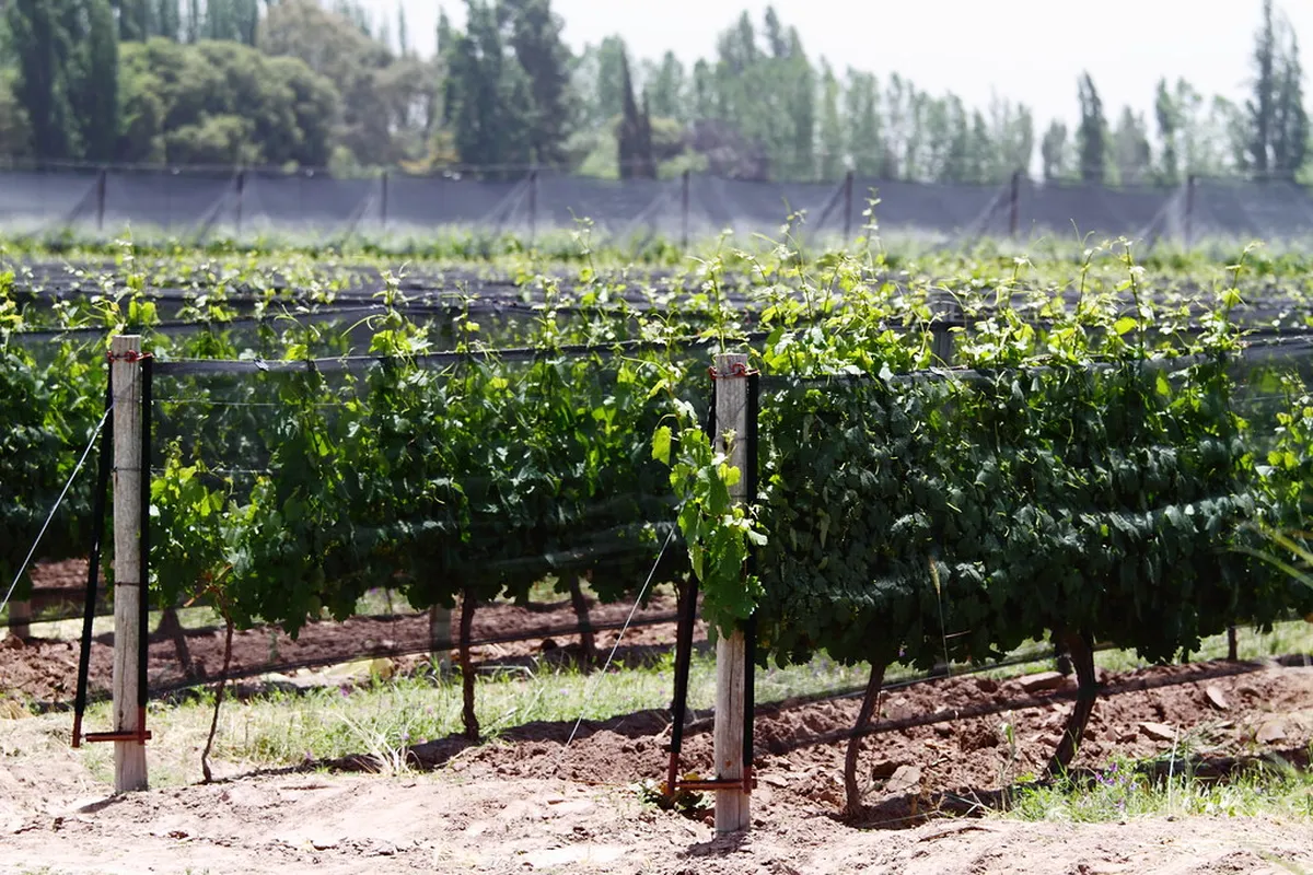 Introduction to mendoza