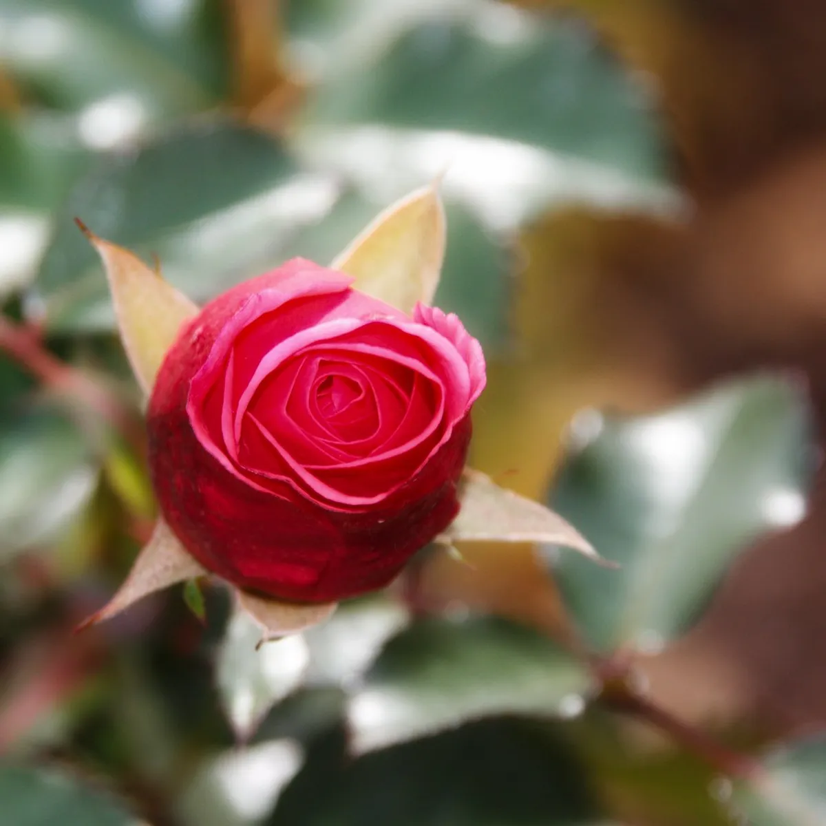 Municipal Rose Garden