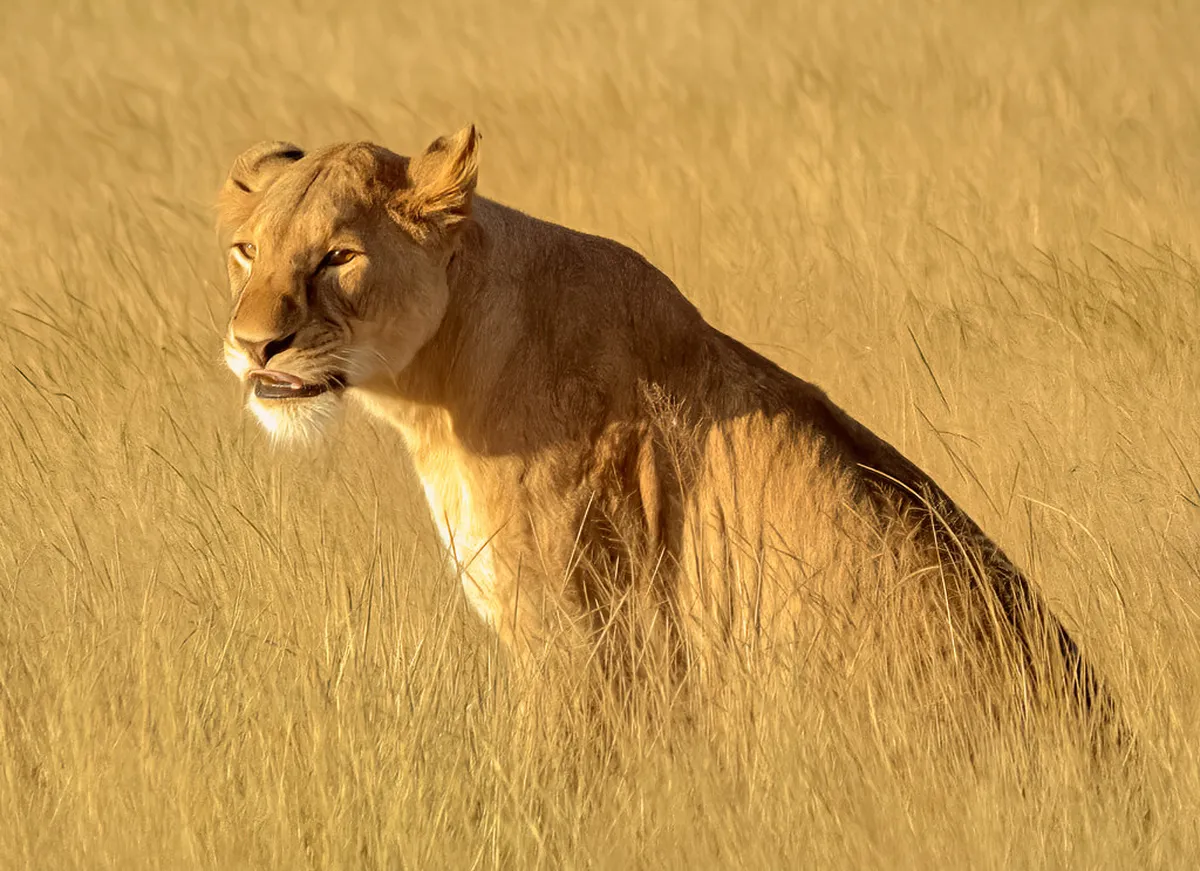Nairobi National Park