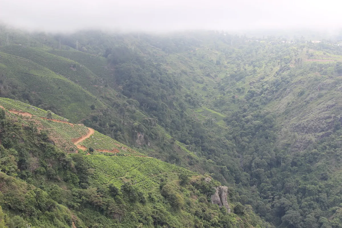 Nilgiri Hills