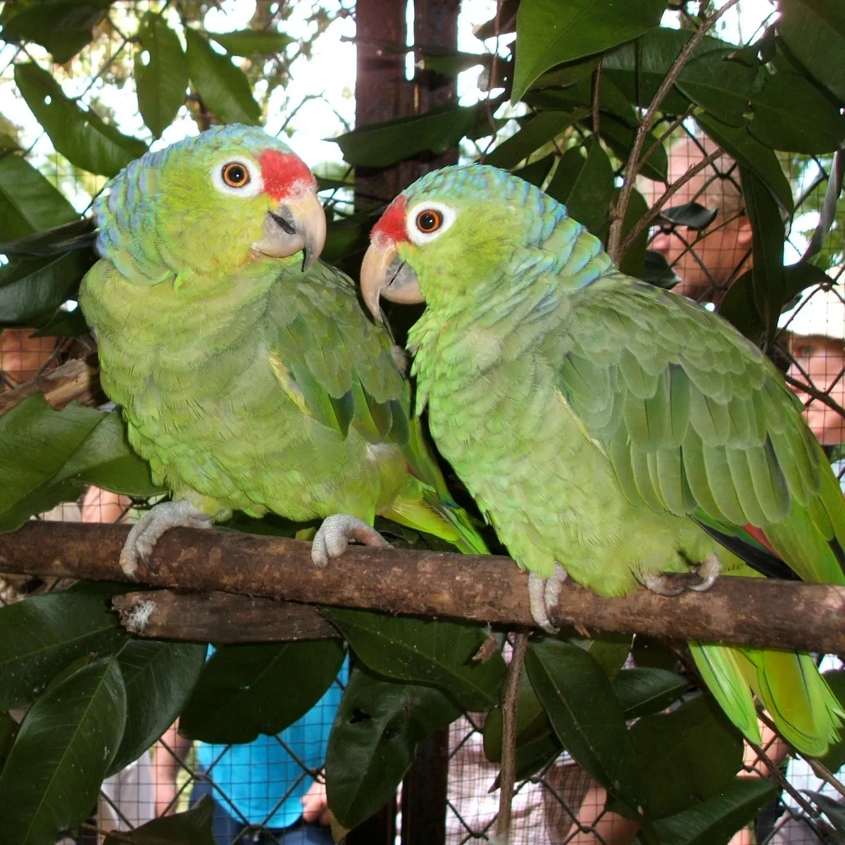 Osa Wildlife Sanctuary