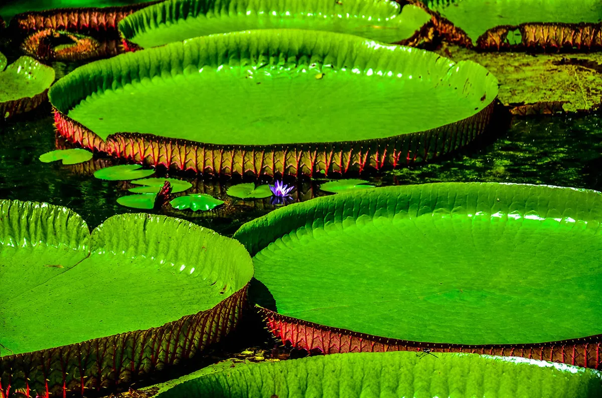 Pamplemousses Botanical Garden