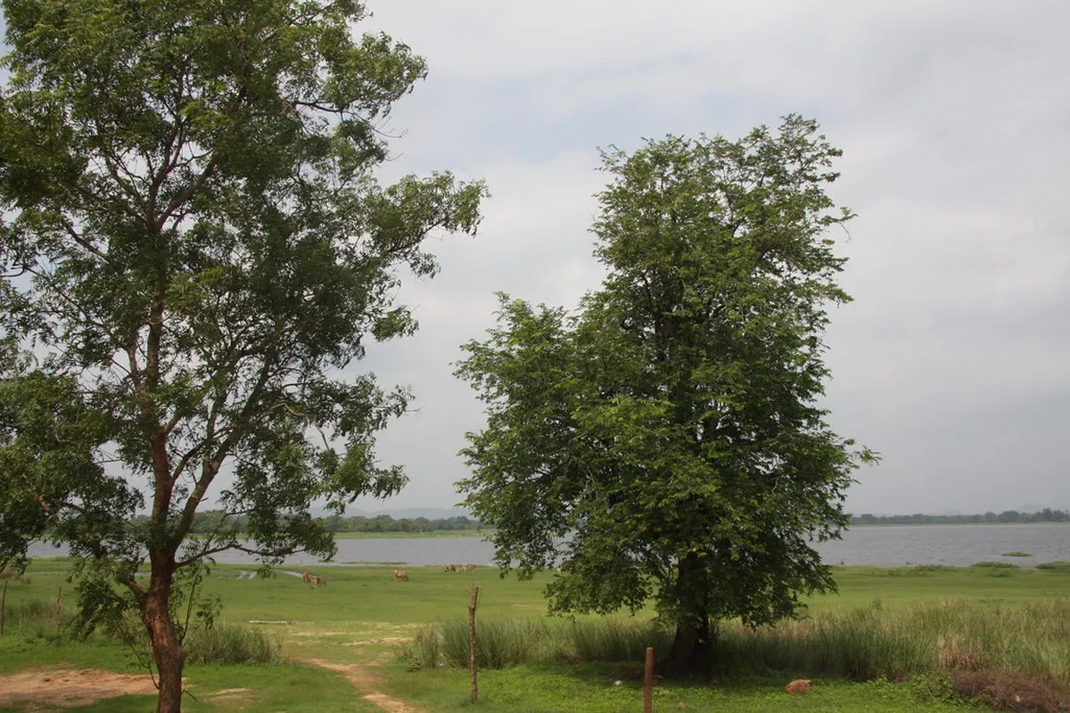 Parakrama Samudra
