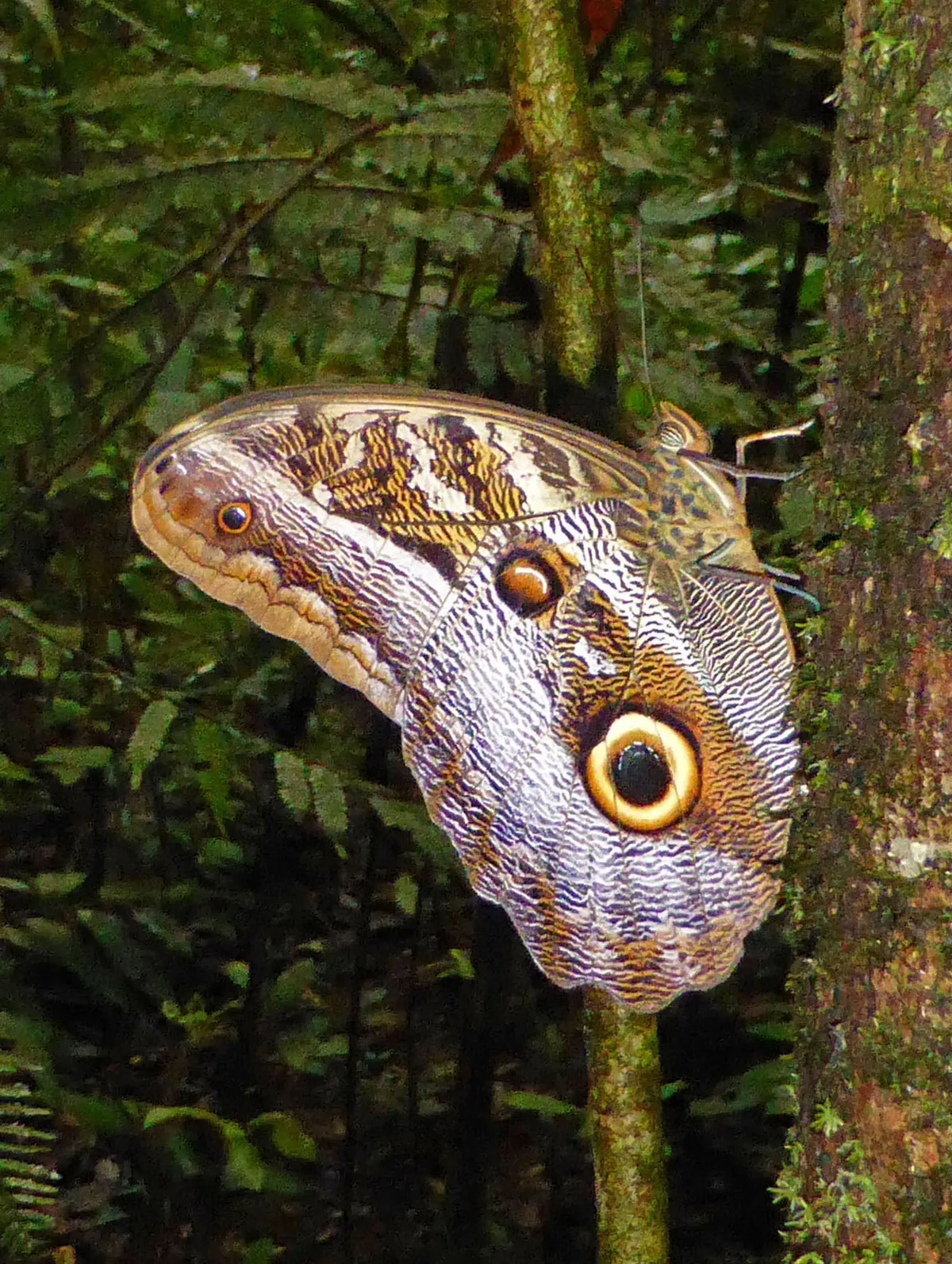 Parque Nacional Natural Amacayacu