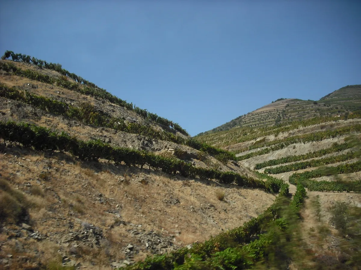 Introduction to pinhão