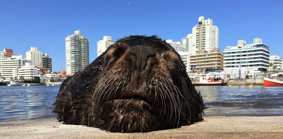 Punta del Este
