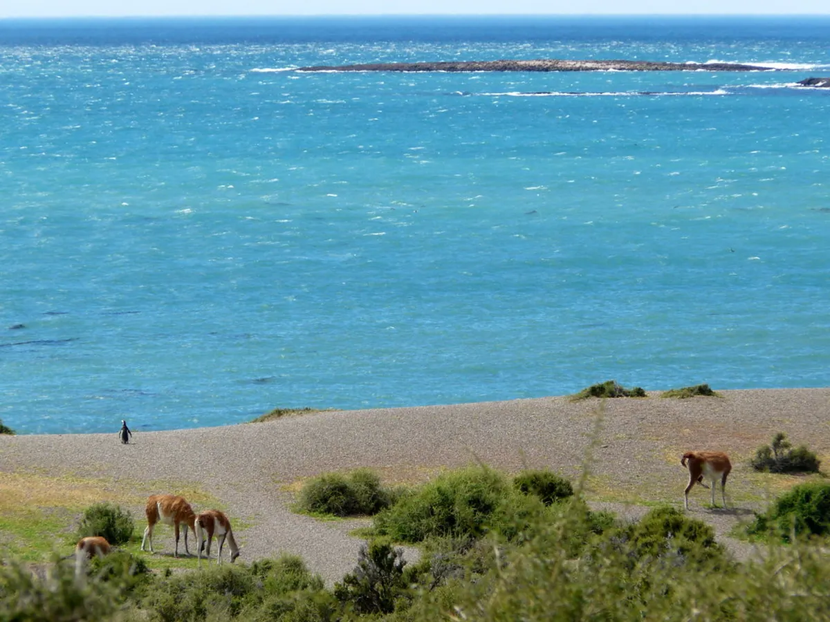 Punta Tombo and Peninsula Valdes