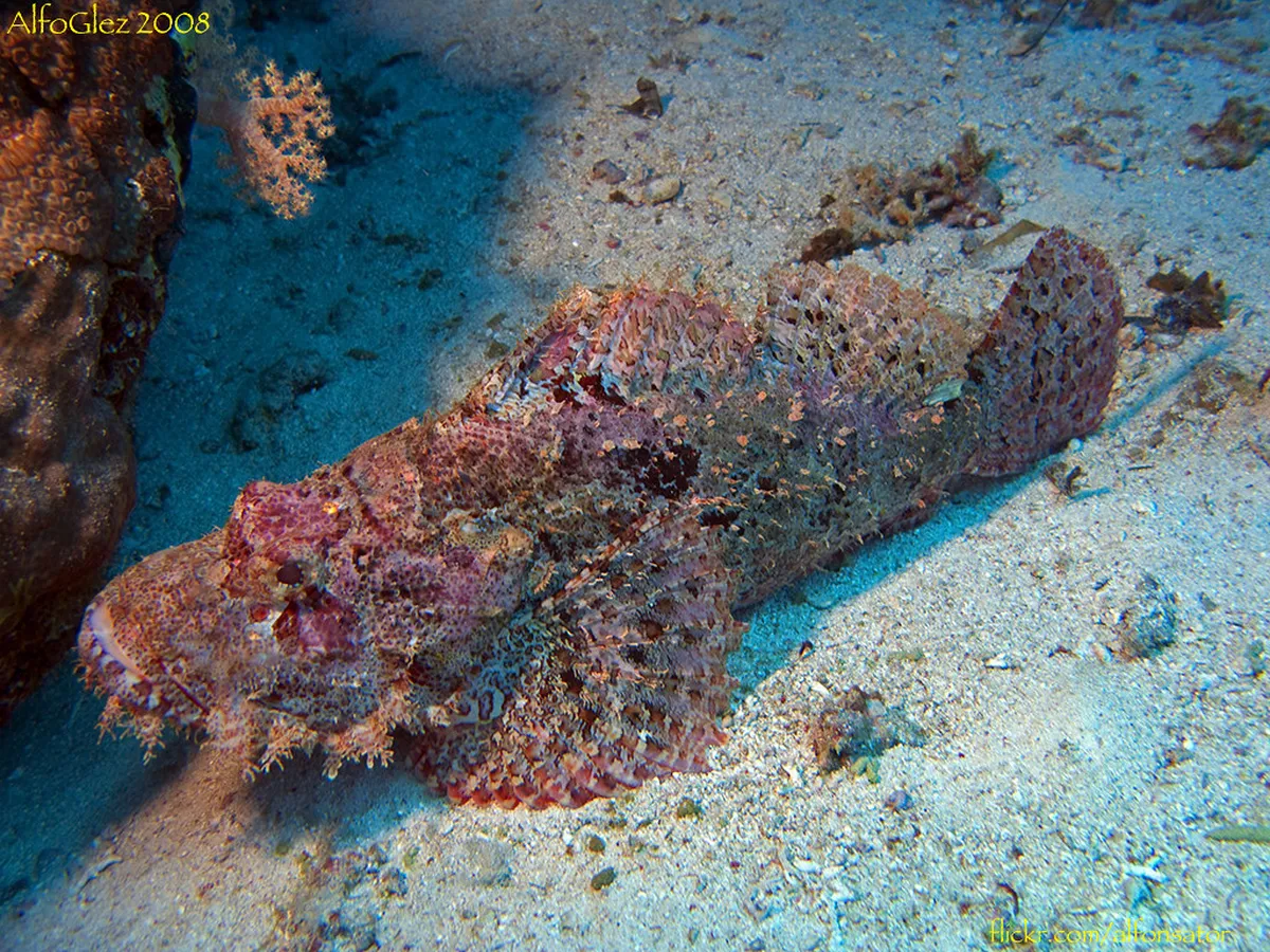Ras Mohammed National Park