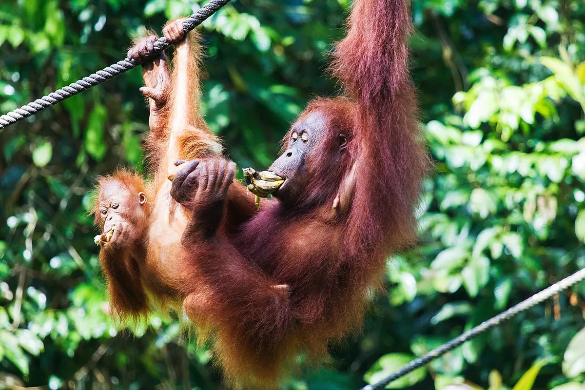 Semenggoh Orangutan Centre
