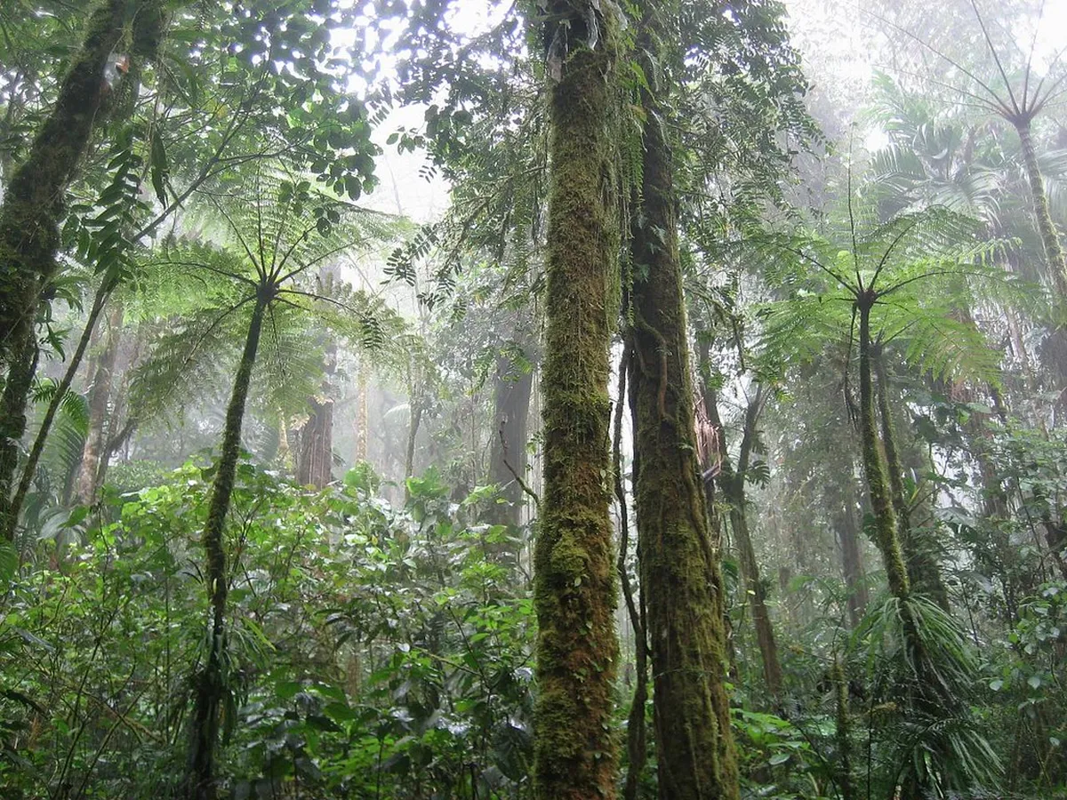 Sendero Los Quetzales