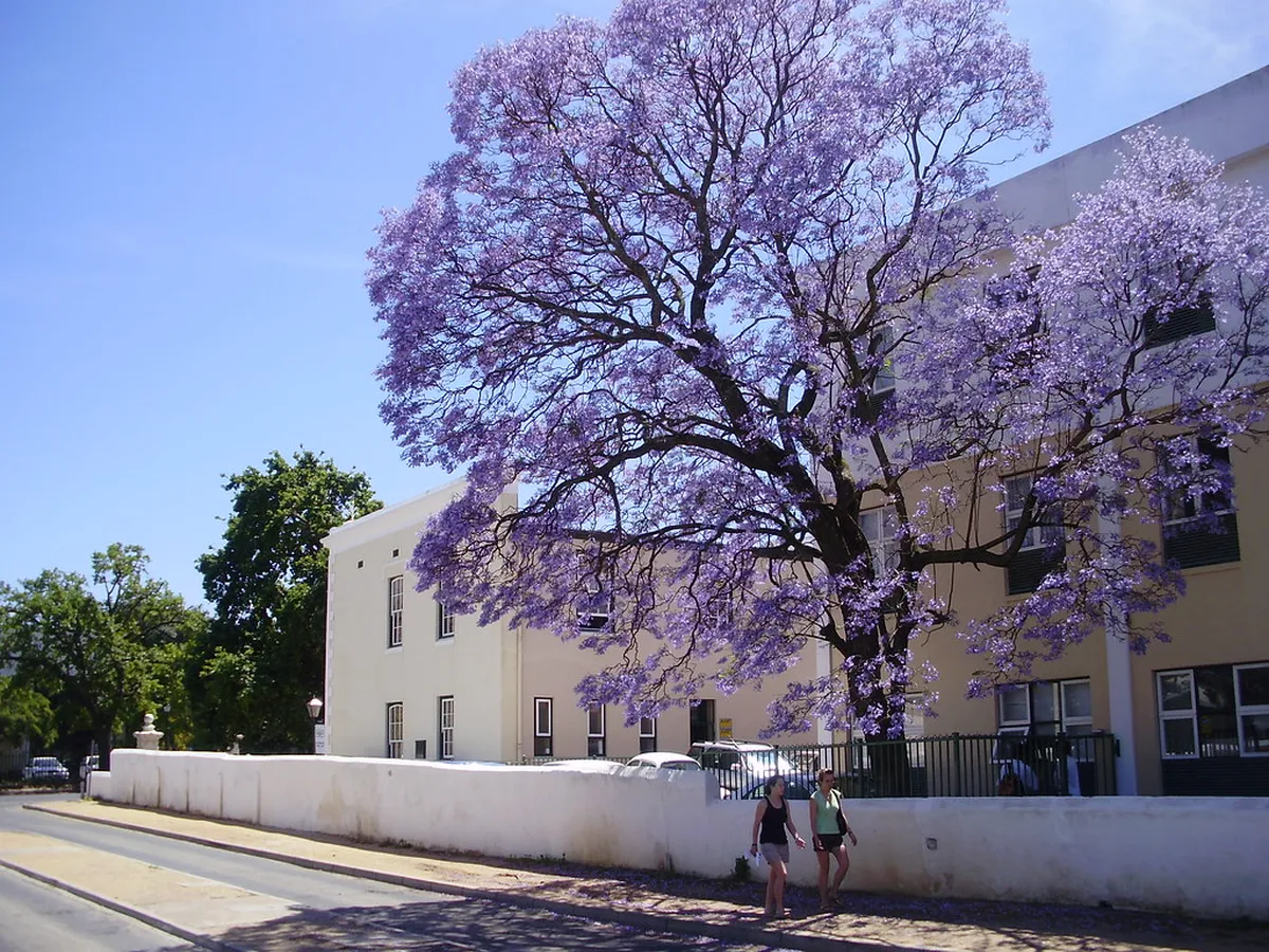 Stellenbosch Town