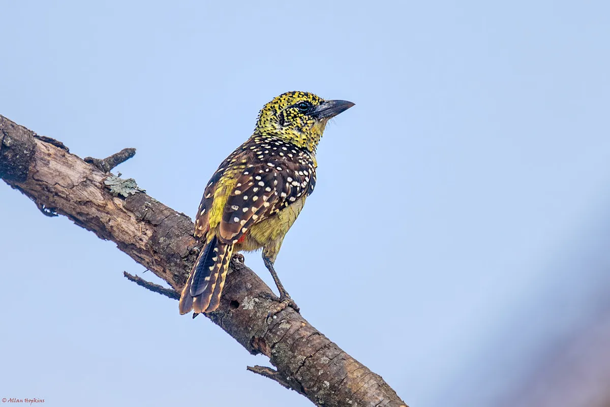 Tarangire and Serengeti