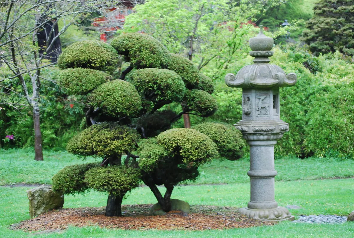 Tea Gardens