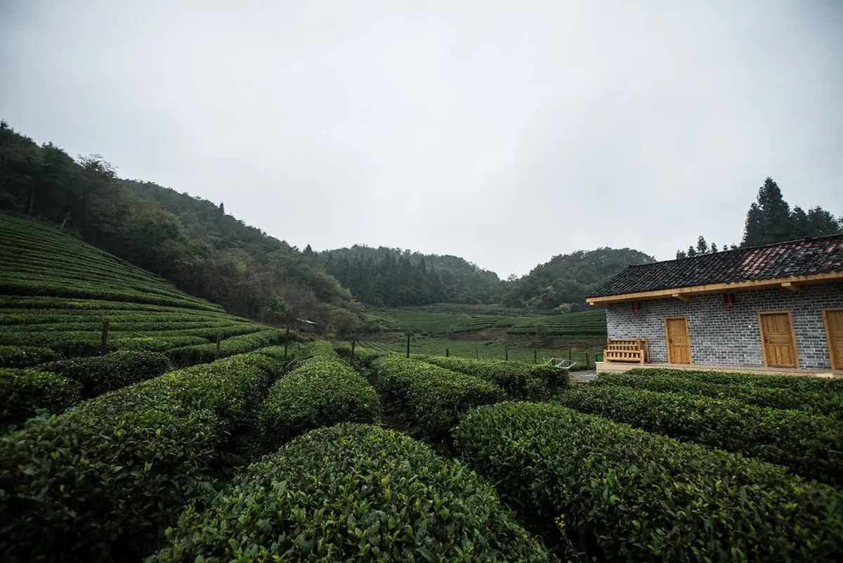 Tea Plantations
