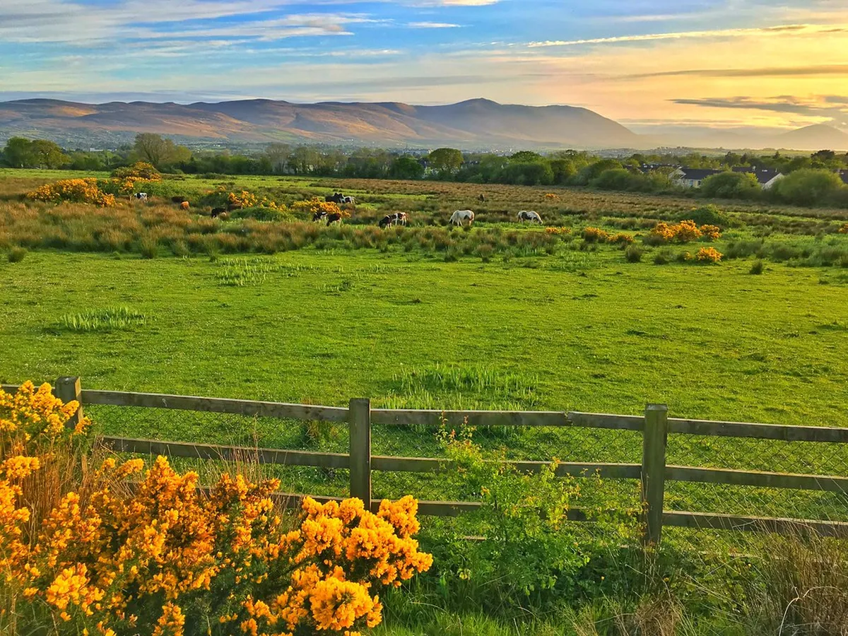 Introduction to tralee