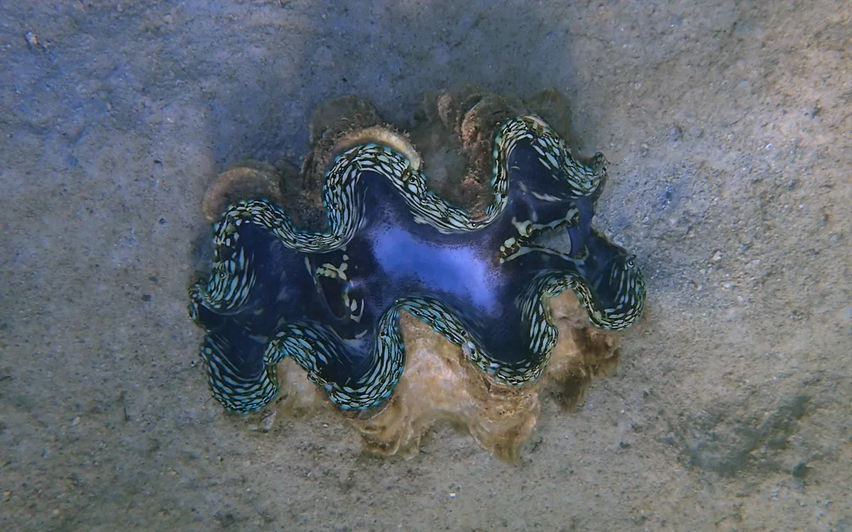 Tunku Abdul Rahman Marine Park